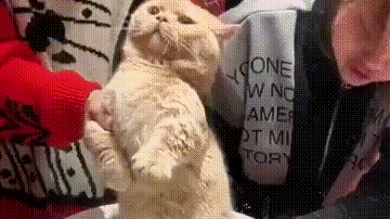 被别的猫打哭了,依然倔强的挺起小胸脯:我不能哭!我是一只坚强的小猫咪!
